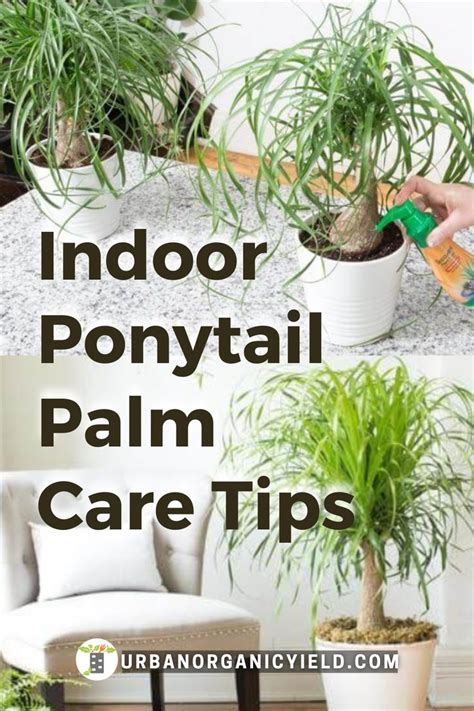 ponytail palm moisture meter|indoor ponytail palm plant.